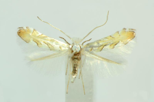 Phyllonorycter abrasella (Duponchel, 1843)