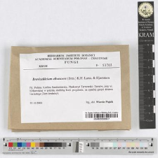 Brevicellicium olivascens (Bers.) K.H. Larss. & Hjortstam