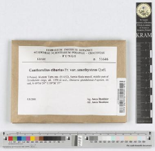 Cantharellus cibarius Fr. var. var. amethysteus Quél.