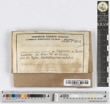 Clavatia caelata (Bull.)Morg. var. var. caelata