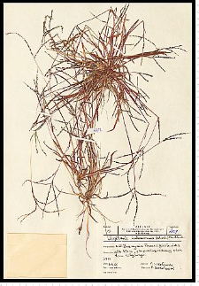 Digitaria ischaemum (Schreb.) H. L. Mühl.