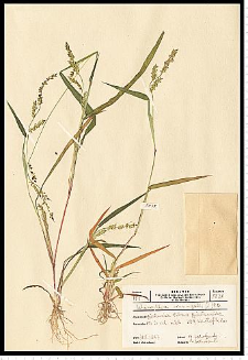 Echinochloa crus-galli (L.) P. Beauv.