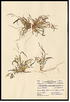 Echinochloa crus-galli (L.) P. Beauv.