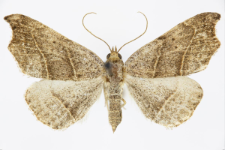 Laspeyria flexula