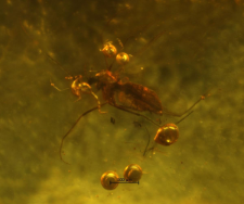 Cecidomyiidae