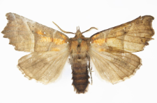 Scoliopteryx libatrix