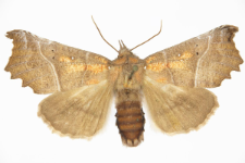 Scoliopteryx libatrix