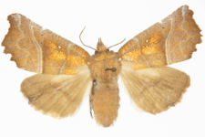 Scoliopteryx libatrix