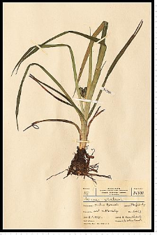 Scirpus sylvaticus L.