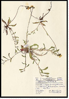 Hieracium lactucella Wallr.