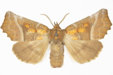 Scoliopteryx libatrix