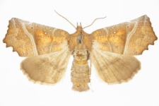 Scoliopteryx libatrix