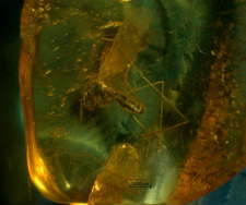 Limoniidae
