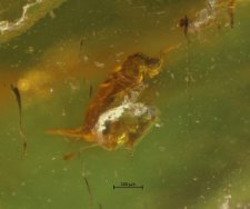 Diptera (Nematocera)
