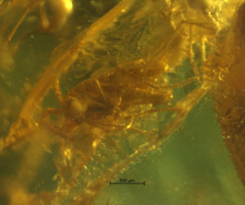 Diptera (Nematocera)