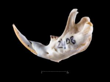 Thomomys umbrinus