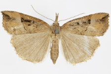 Hypena rostralis