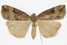 Hypena rostralis