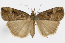 Hypena rostralis