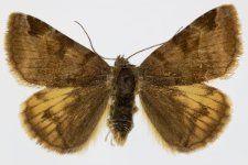 Euclidia glyphica