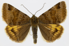 Euclidia glyphica