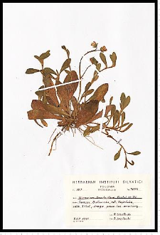 Hieracium bracchiatum Bertol. ex DC.