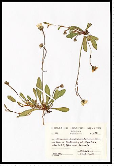 Hieracium bracchiatum Bertol. ex DC.
