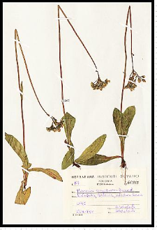 Hieracium caespitosum Dumort.