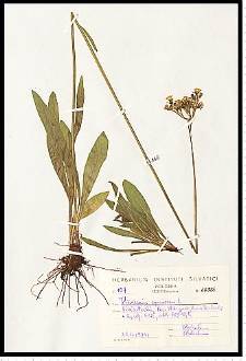 Hieracium cymosum L.
