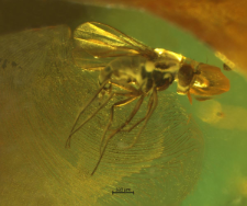 Dolichopodidae