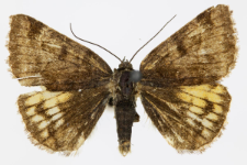 Euclidia glyphica