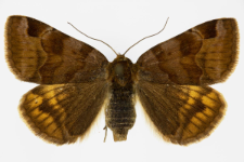 Euclidia glyphica