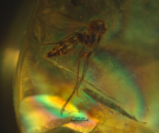 Mycetophilidae