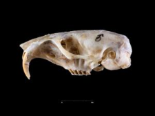 Thomomys umbrinus