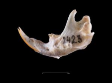 Thomomys umbrinus