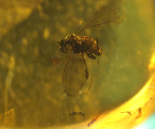 Diptera (Empidoidea)