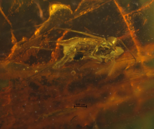 Chironomidae (Orthocladiinae)