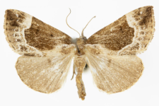 Hypena crassalis