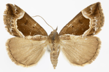 Hypena crassalis