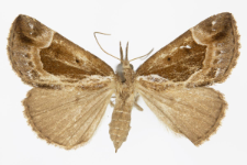 Hypena crassalis