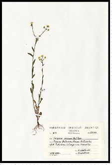 Erigeron annuus (L.) Pers.