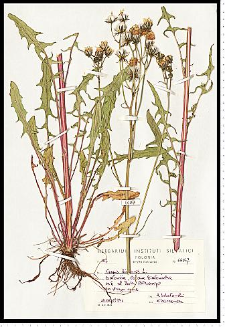 Crepis biennis L.