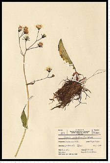 Crepis paludosa (L.) Moench