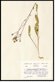 Crepis succisifolia (All.) Tausch