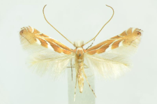 Phyllonorycter troodi Deschka, 1974