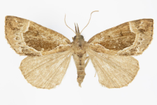 Hypena crassalis