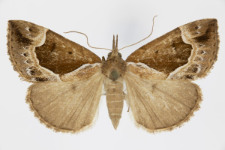 Hypena crassalis