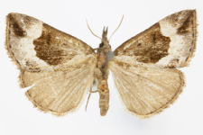 Hypena crassalis