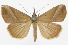 Hypena lividalis