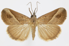 Hypena lividalis